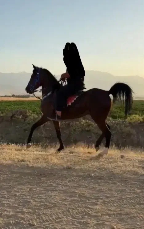 فروش مادیون 4ساله زاده طوفان یزدی|اسب و تجهیزات اسبسواری|نهاوند, |دیوار