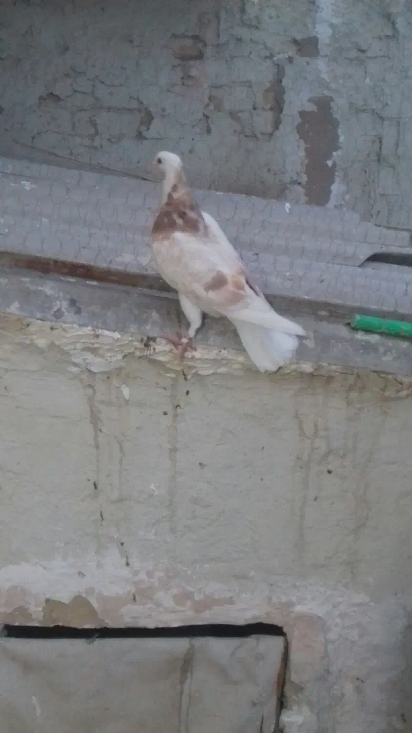 پرشی|پرنده|قم, چهار مردان|دیوار