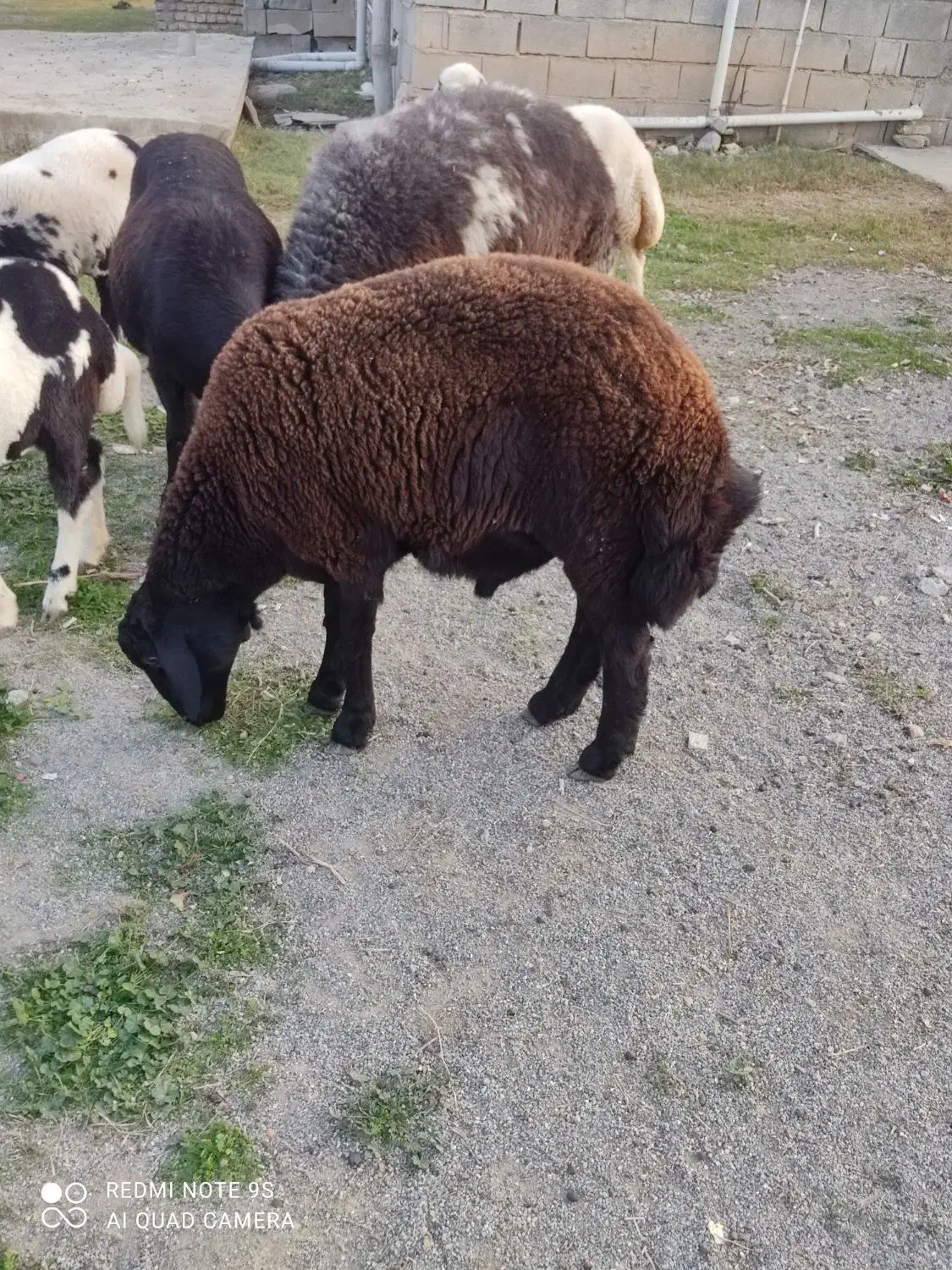 توقلی  نر قوچی. چاق.|حیوانات مزرعه|آق قلا, |دیوار