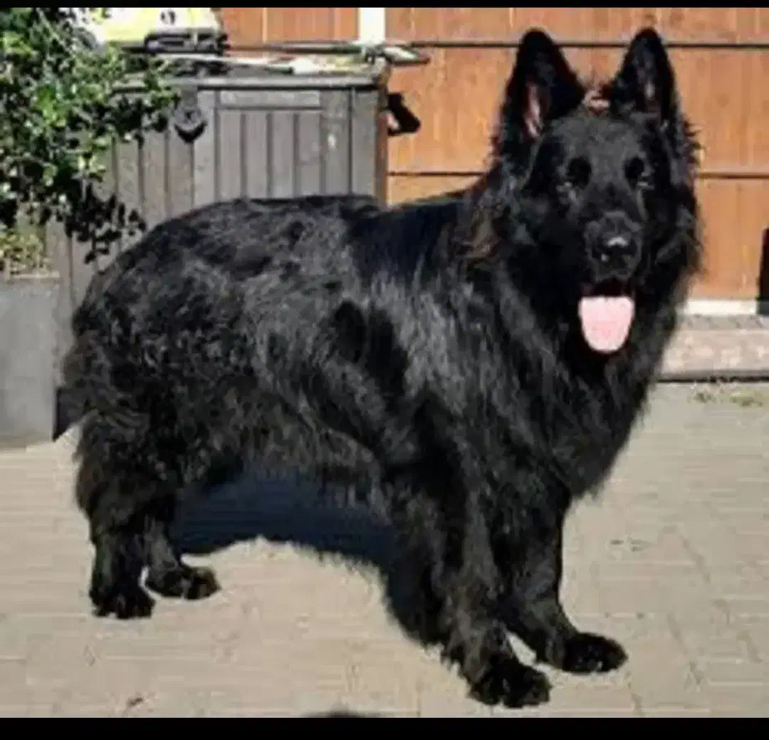 بلک ژرمن ماده|سگ|ساوه, |دیوار