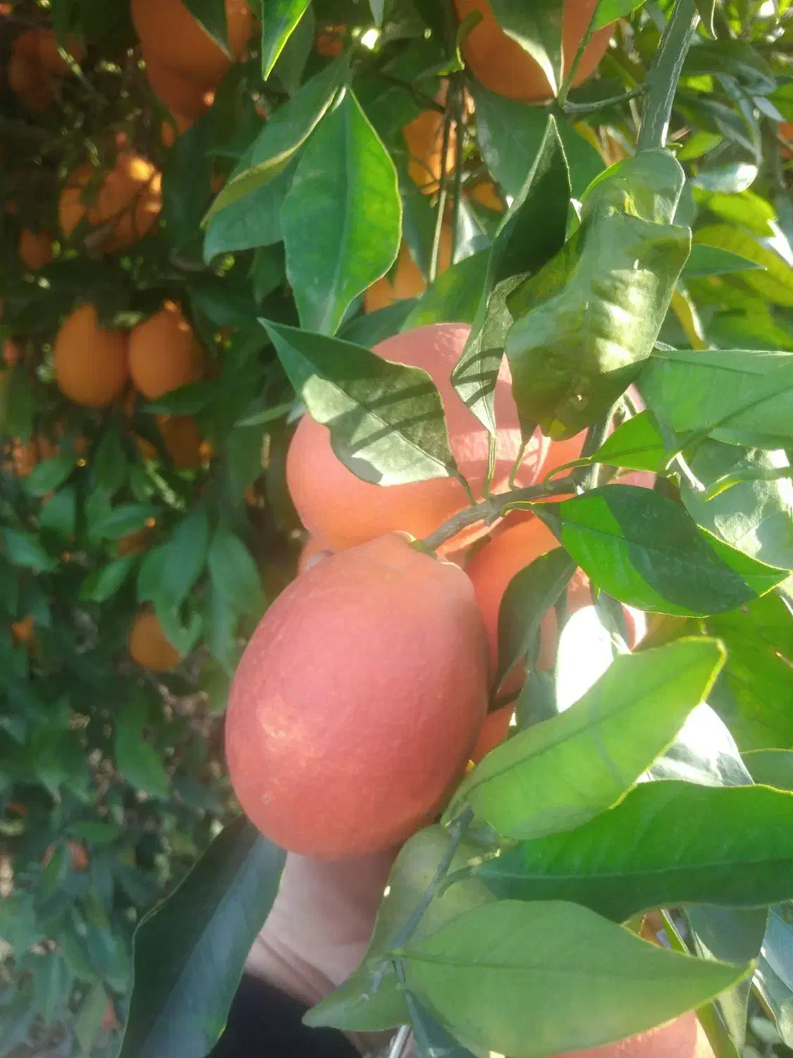 فروش 15 تُن پرتقال خونی موزی انباری|حراج|قائمشهر, |دیوار