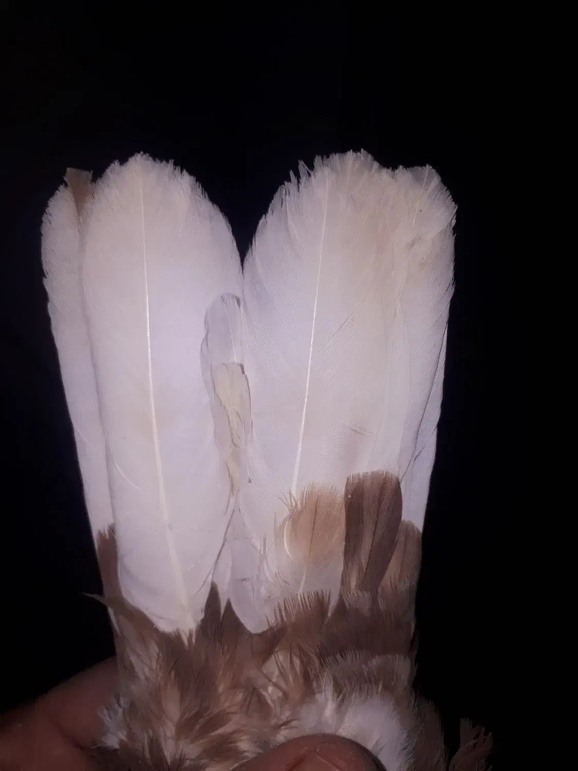 سرخ دم سفید|پرنده|مبارکه, |دیوار