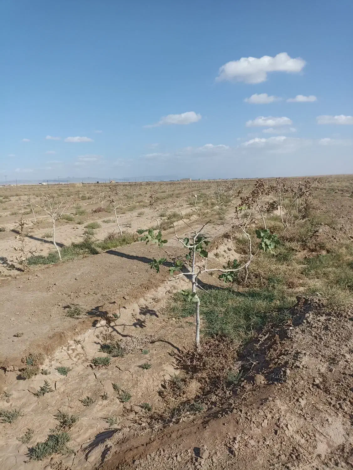 باغ پسته|فروش زمین و ملک کلنگی|سبزوار, شرق کال میانی|دیوار