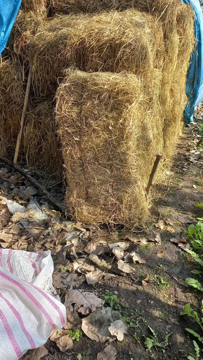 کاه کلش|لوازم جانبی حیوانات|لاهیجان, کوی آزادگان|دیوار