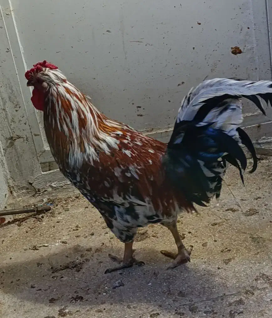 خروس چهل تاج بسیار زیبا و یک خروس محلی|حیوانات مزرعه|تهران, مینای شمالی (مخبر)|دیوار