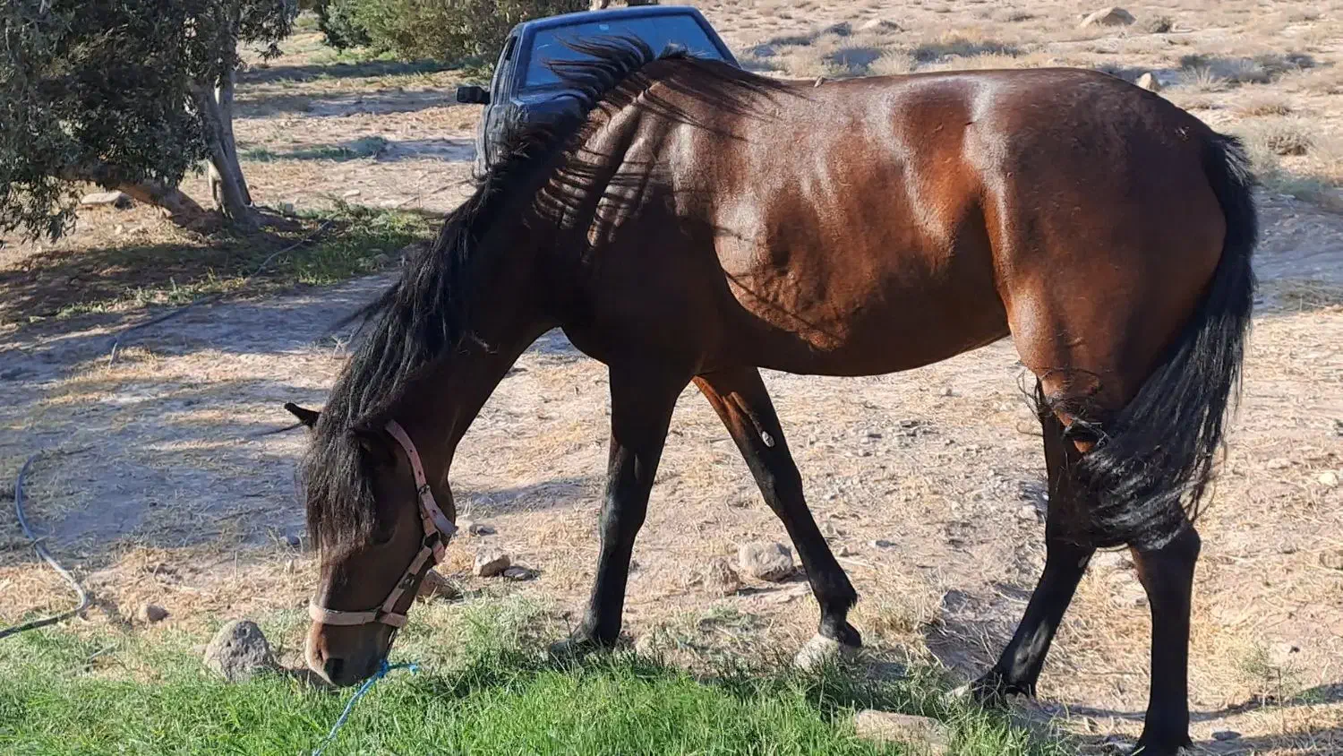 مادیان گمشده|حیوانات|قزوین, |دیوار