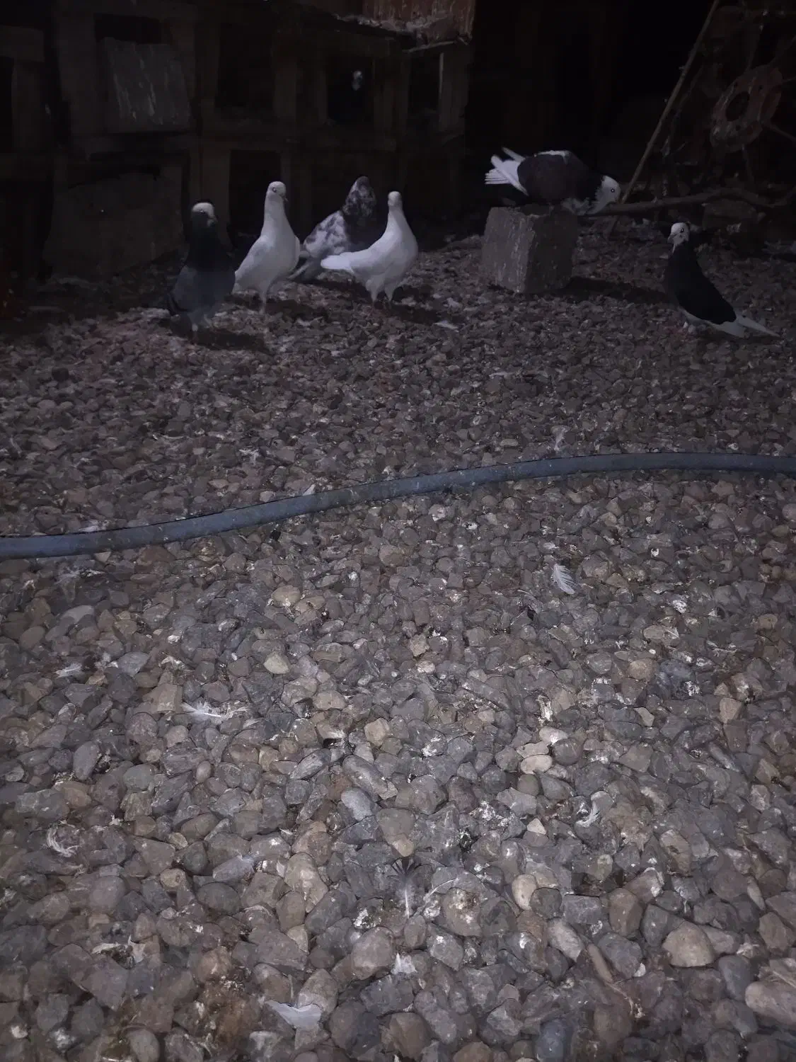 فروش کبوتر نر ماده و جفت|پرنده|بابل, |دیوار