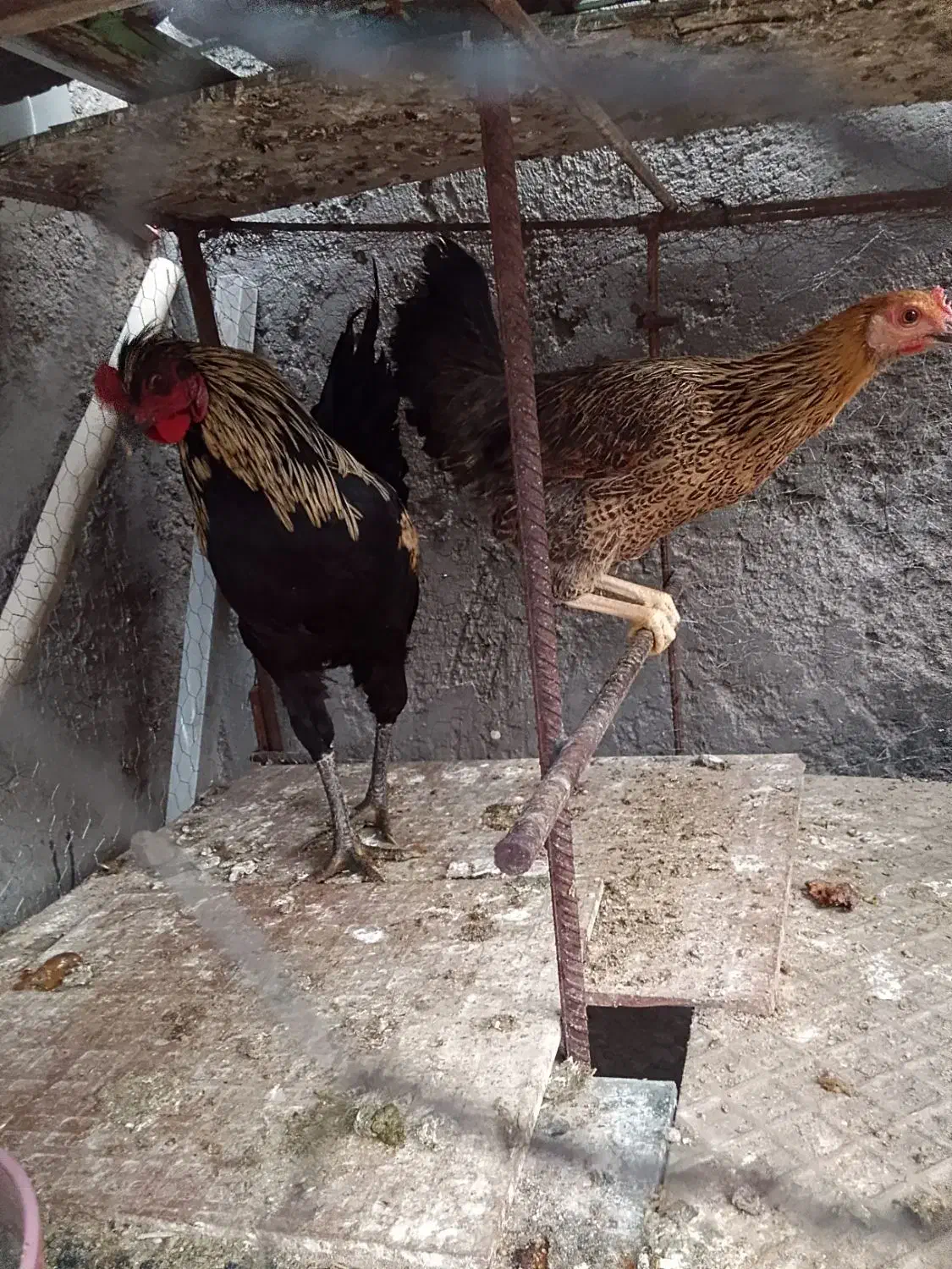 خروس|حیوانات مزرعه|فهرج, |دیوار