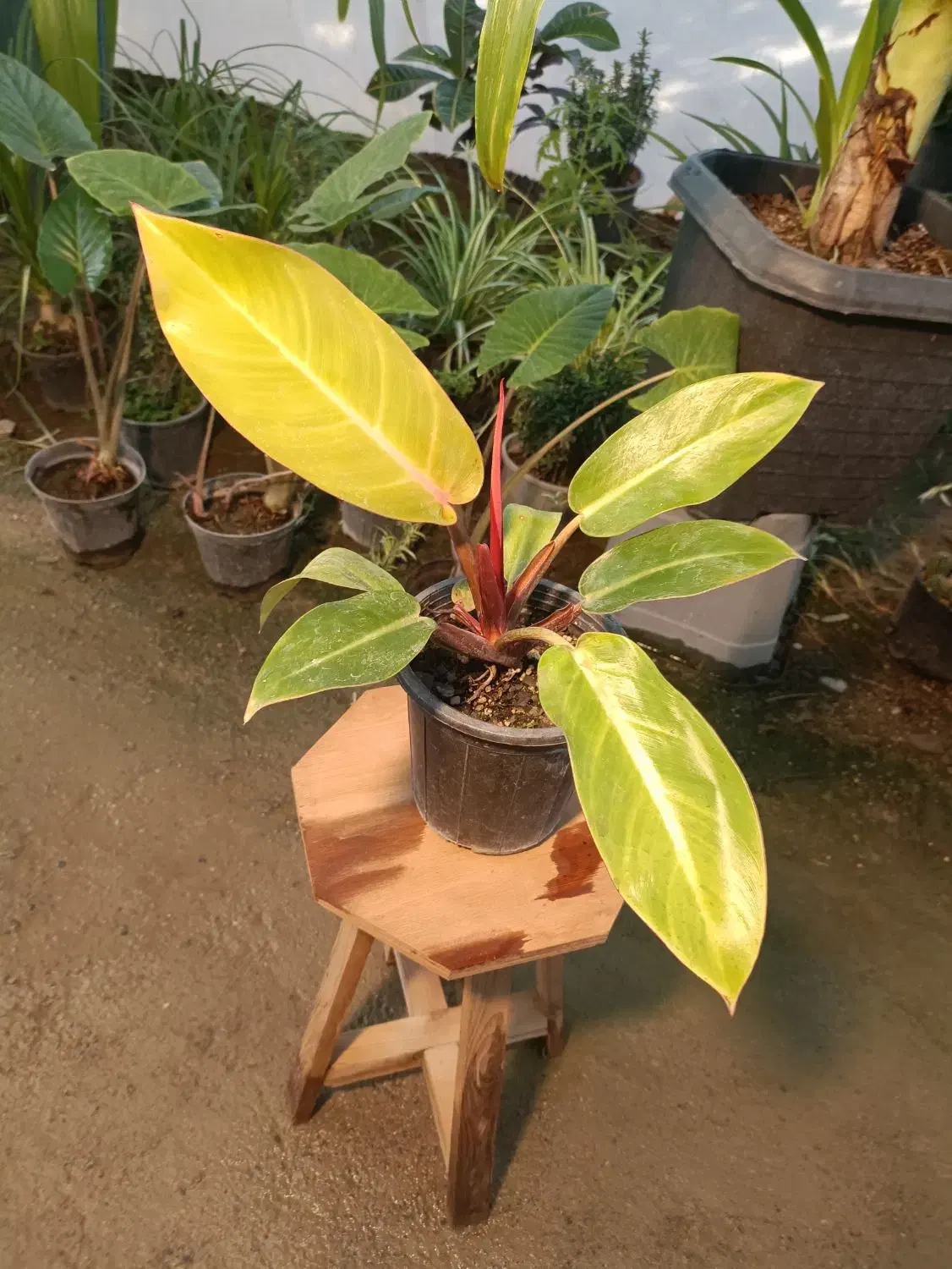 گل فیلودندرون پرتقالی گلدان ۱۷ ارسال رایگان + هدیه|گل و گیاه طبیعی|مشهد, خرم آباد|دیوار