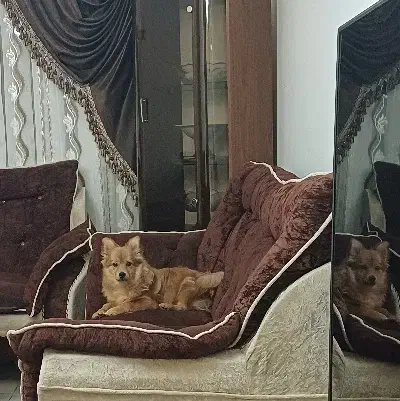 سگ پامرانین|سگ|پردیس, فاز ۱۱|دیوار