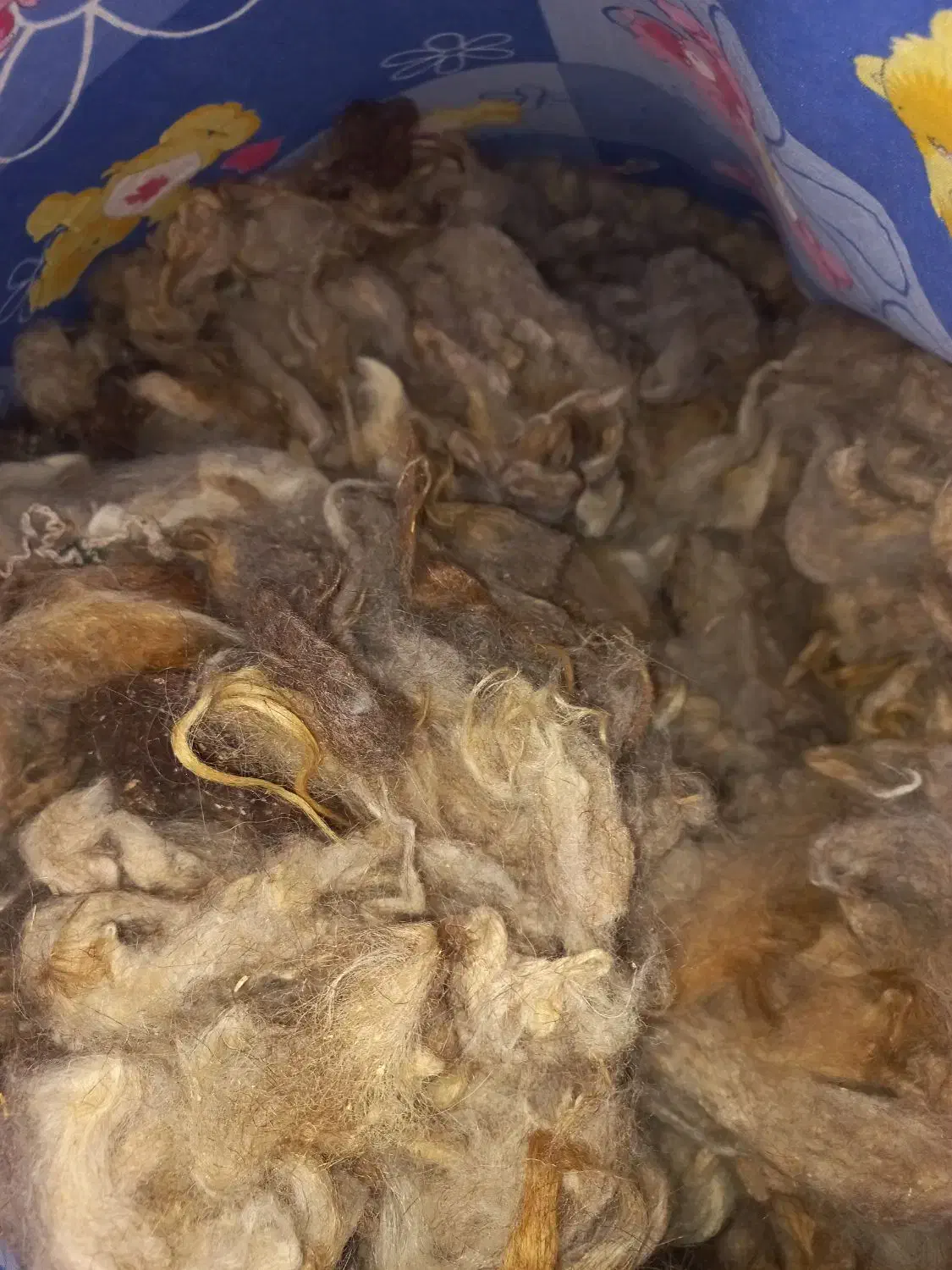 پشم گوسفندی|رختخواب، بالش، پتو|سهند, |دیوار