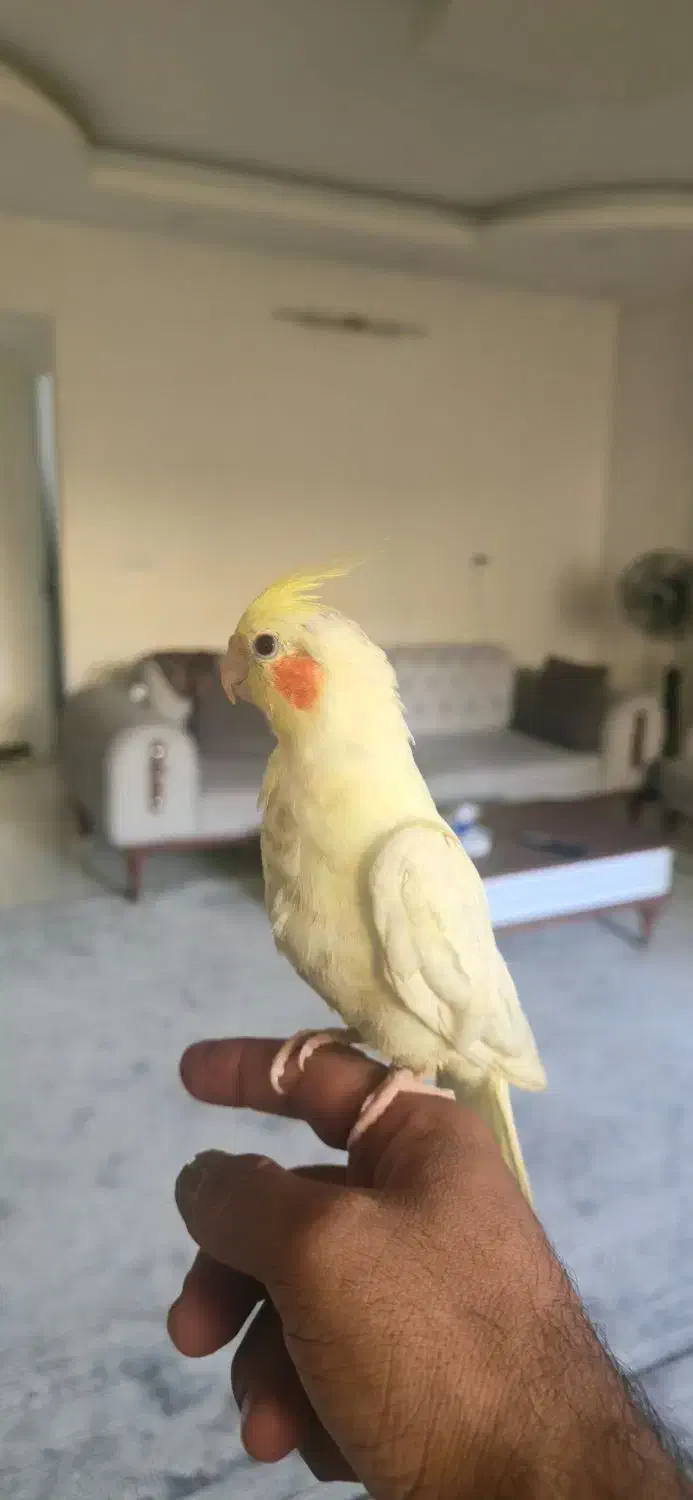 عروس هلندی لوتینو|پرنده|شاهینشهر, خانه کارگر|دیوار