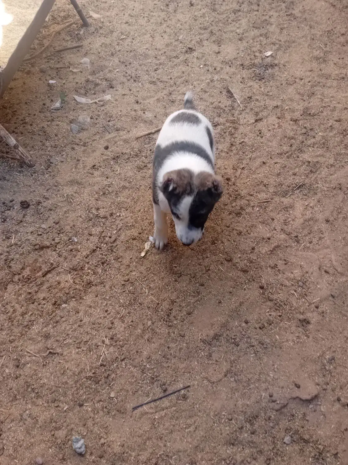 طوله سگ نر دوماهه|سگ|درمیان, |دیوار