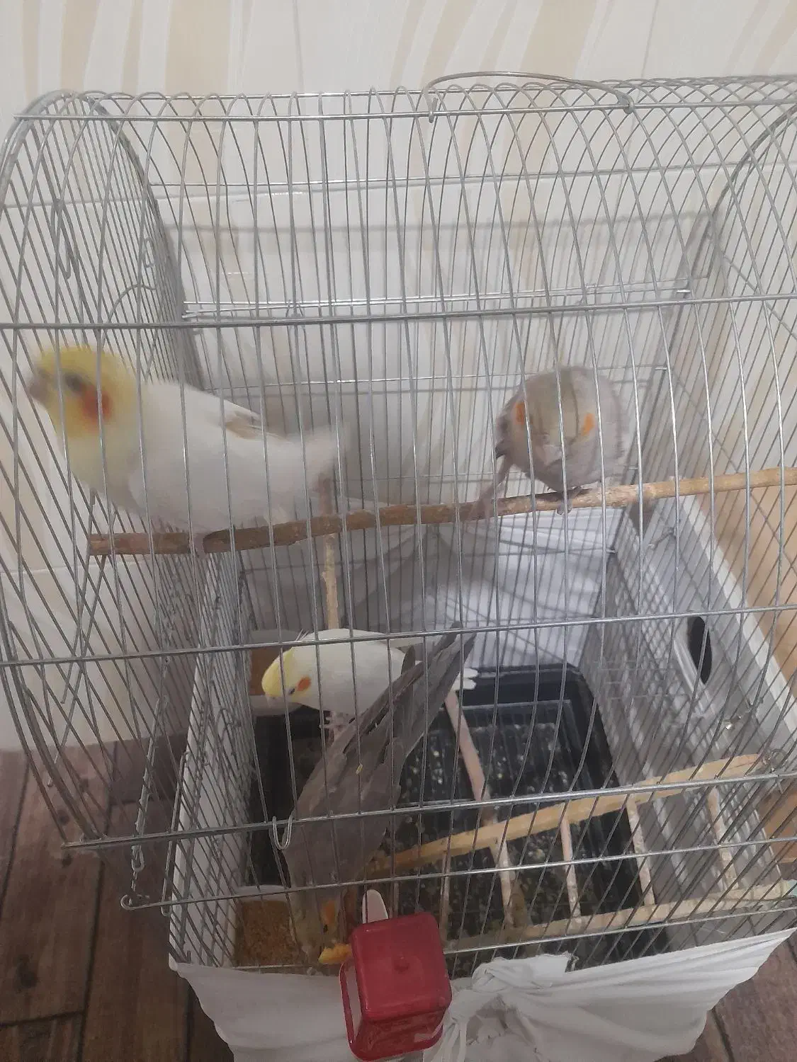 دو عدد عروس دو ماهه به فروش می‌رسد|پرنده|میاندوآب, |دیوار