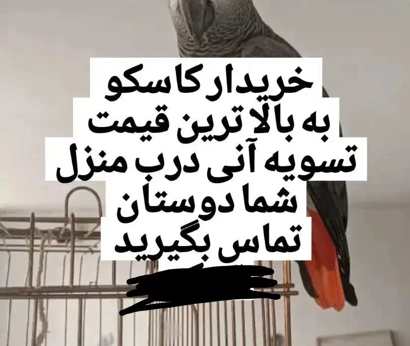 اکلکتوس کاسکو کاکادو راهب|پرنده|قم, سالاریه|دیوار