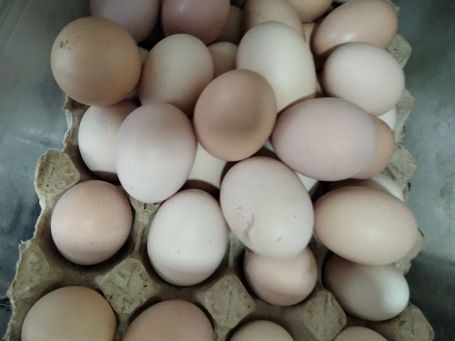 تخم مرغ رسمی واورگانیک نطفه دار هم هستند|خوردنی و آشامیدنی|قم, چهل درخت|دیوار