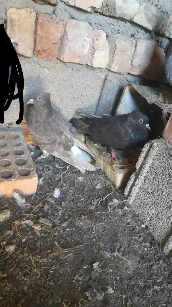 کبوتر|پرنده|گرگان, |دیوار