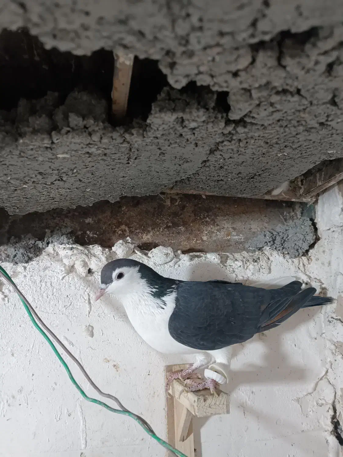 کفتر|پرنده|مشهد, چهاربرج|دیوار