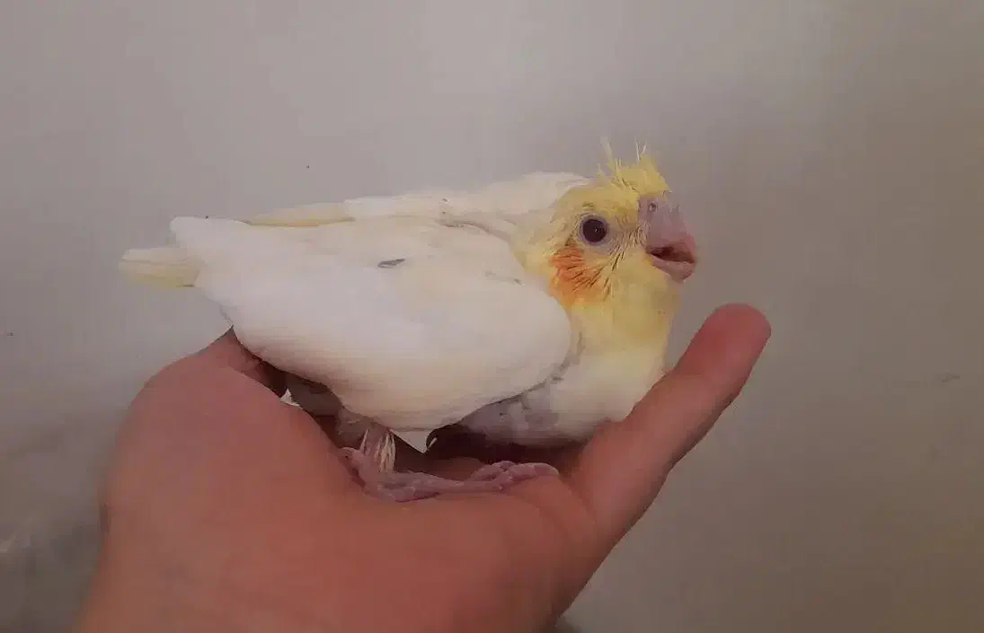 جوجه عروس هلندی لوتینو و اهویی|پرنده|اصفهان, جاوان|دیوار