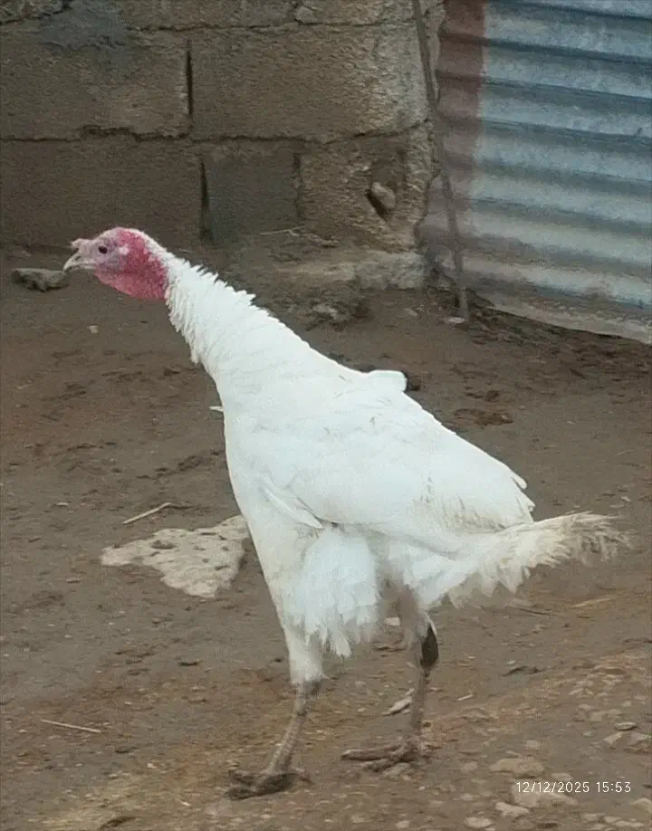 بوقلمون نر کردی درشت|حیوانات مزرعه|ماهیدشت, |دیوار