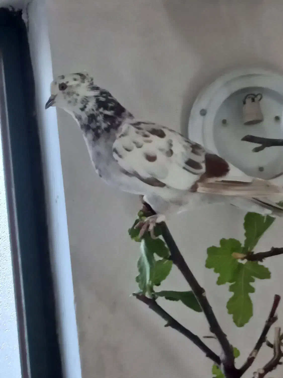 کبوتر تهرانی نر جوان|پرنده|شیراز, رکنآباد|دیوار