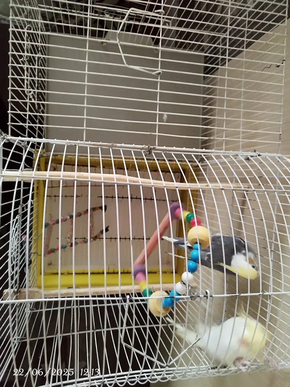 عروس هلندی جفت با قفس و لوازم زرنگ و باهوش دستی|پرنده|مشهد, نوید|دیوار