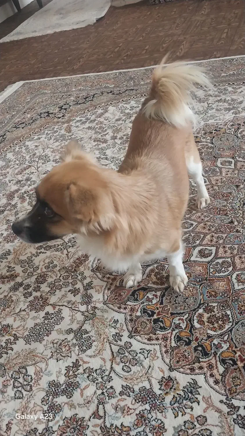 سگ اشپیتز روباهی|سگ|سنندج, |دیوار