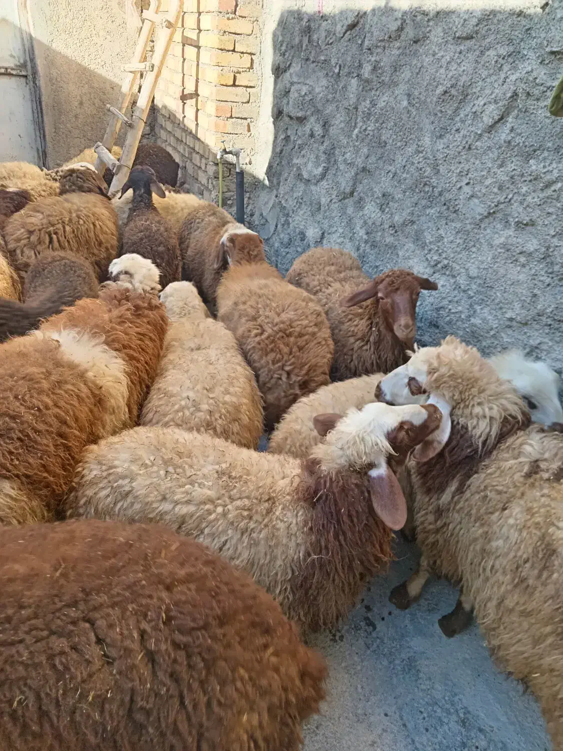 کاور نر وماده داشتی|حیوانات مزرعه|کلیائی, |دیوار