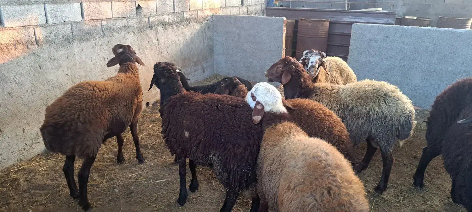 گوسفند نر پروار شده|حیوانات مزرعه|قائم‌شهر, |دیوار