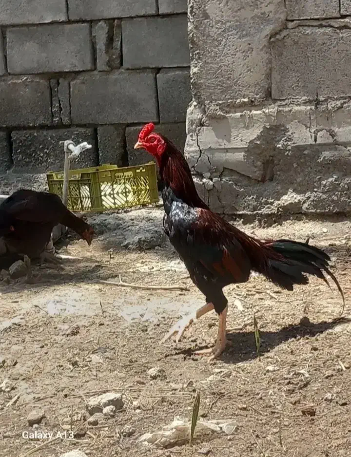 مرغ|حیوانات مزرعه|میناب, |دیوار