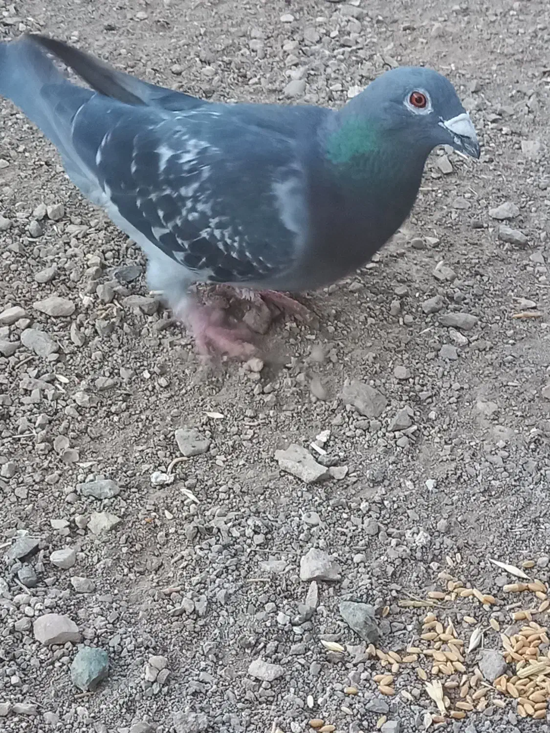 کبوتر پلاکی|پرنده|زنجان, |دیوار