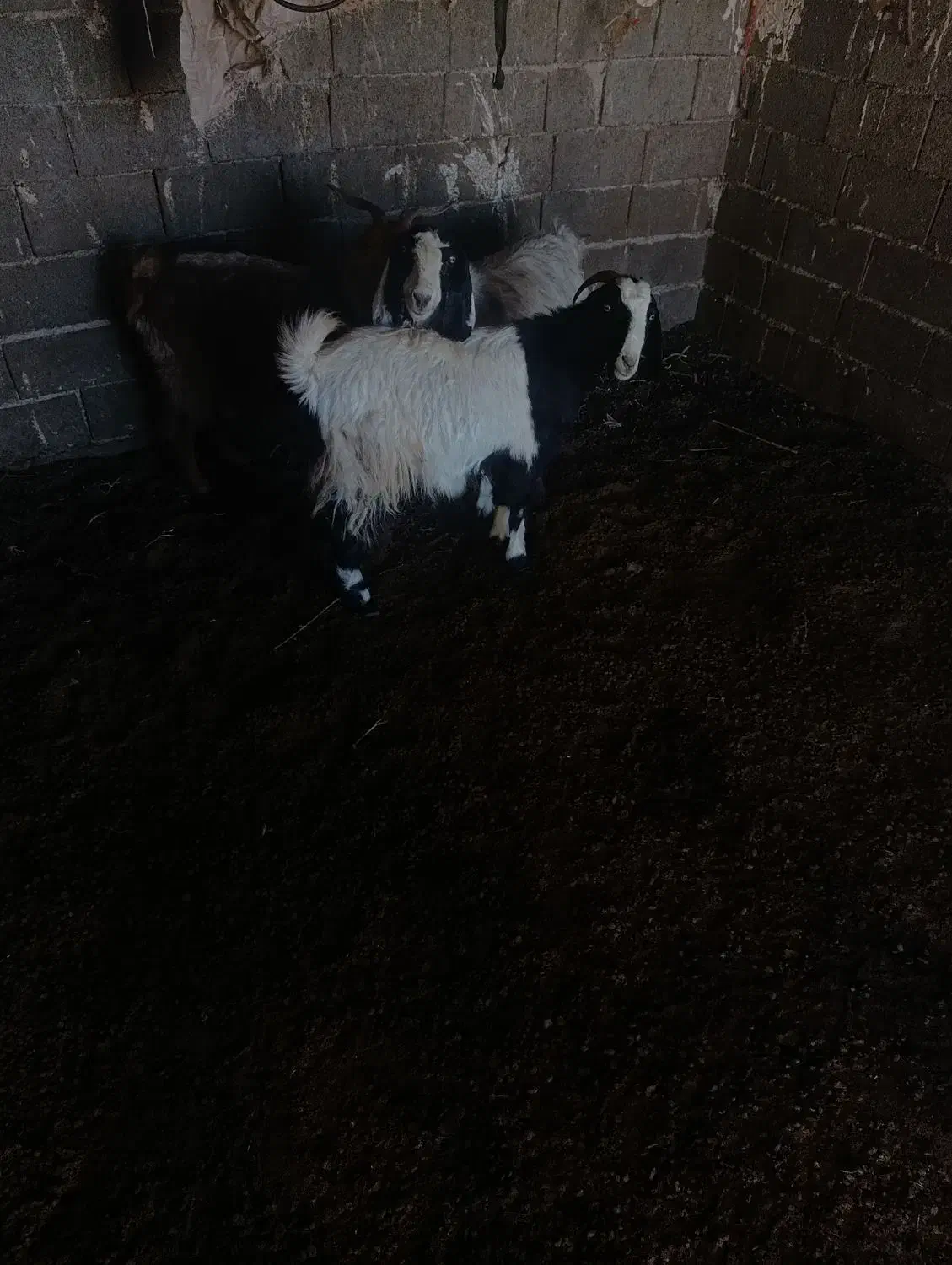 بـز|حیوانات مزرعه|طاغنکوه, |دیوار