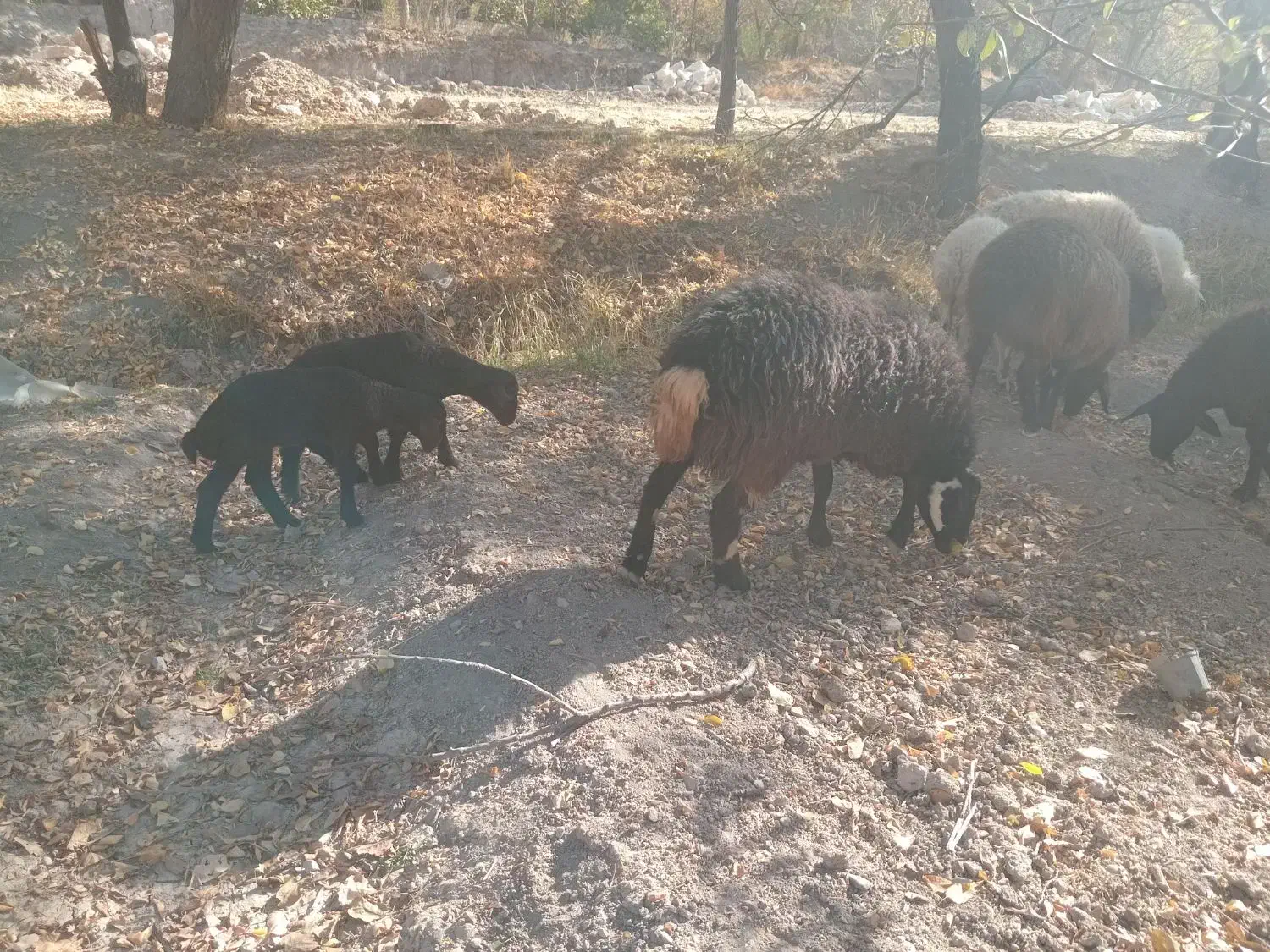 بره نر و ماده همو هترو برای اصلاح نژاد چند قلو زا|حیوانات مزرعه|تفرش, |دیوار
