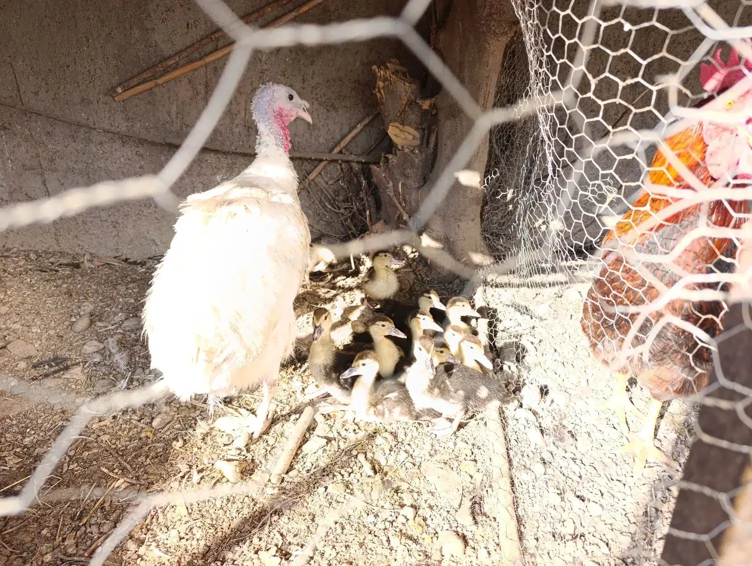 فروش خروس جوان واردک|حیوانات مزرعه|مزرعه کتول, |دیوار