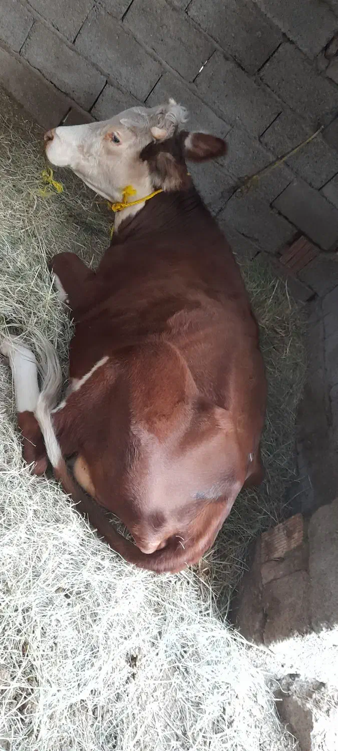 گوستر|حیوانات مزرعه|فهرج, |دیوار