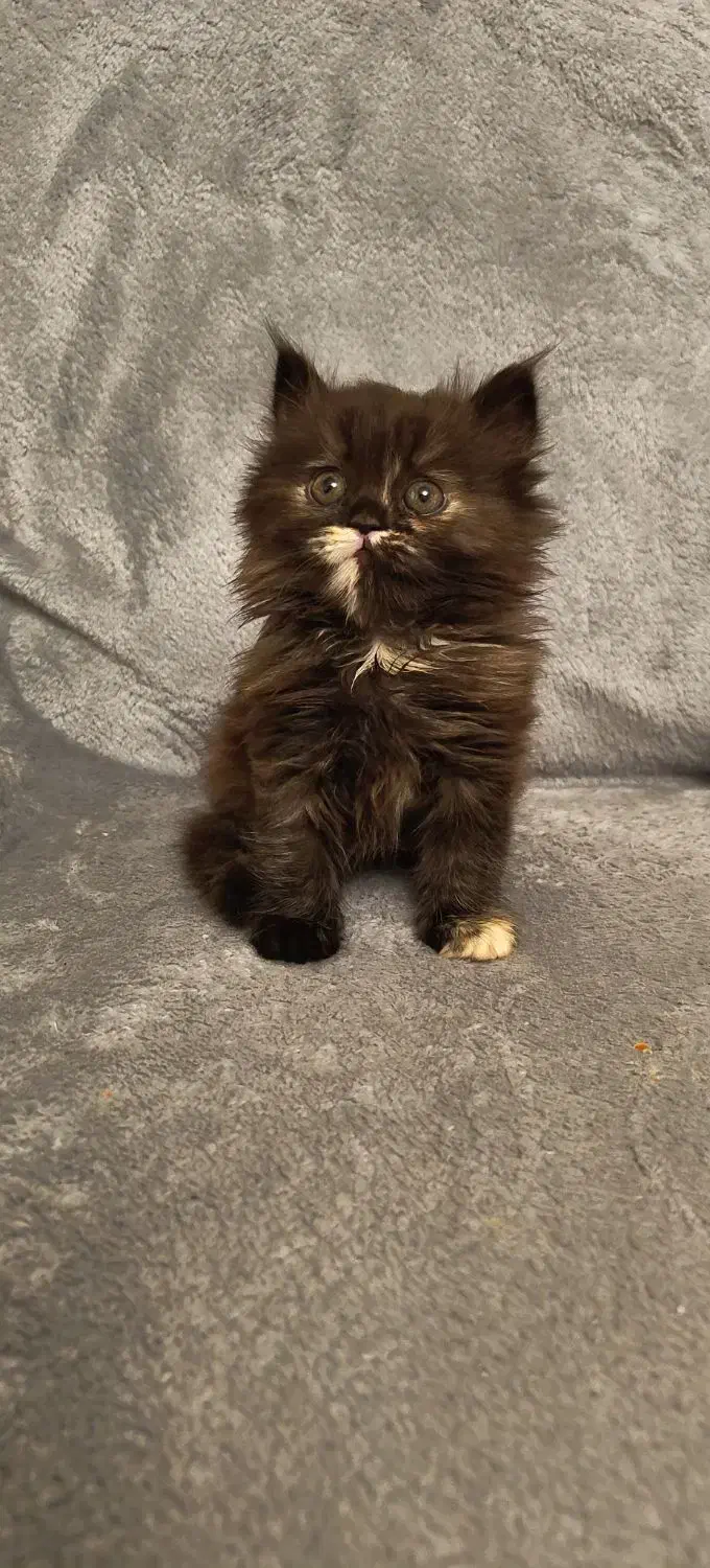 گربه پرشین اصیل یالدار|گربه|کرج, فاز ۱ مهرشهر|دیوار