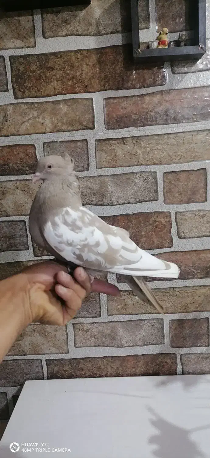 سینه ای ماده|پرنده|آباده, |دیوار