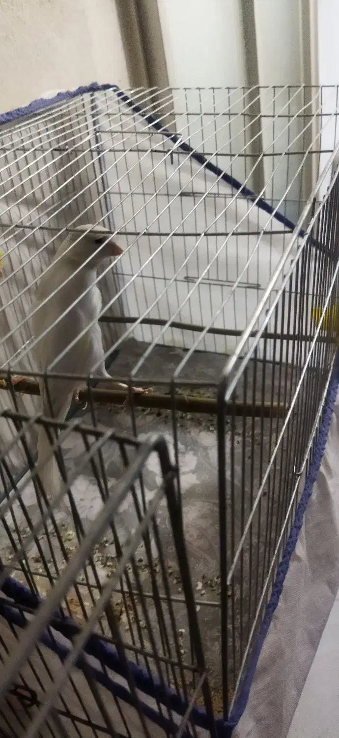 قناری|پرنده|ساروق, |دیوار