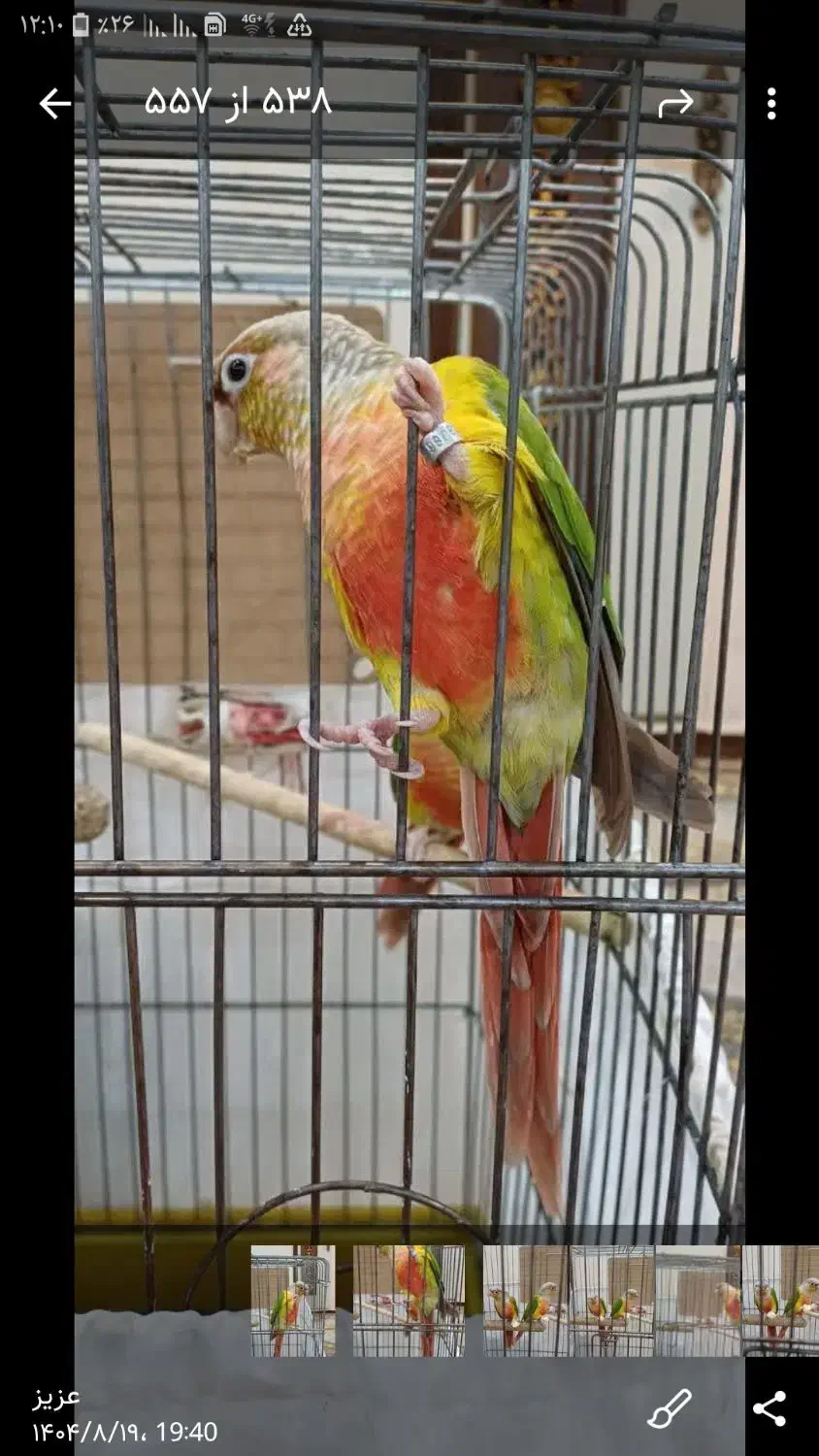 طوطی گرینچیک|پرنده|تهران, مسعودیه|دیوار