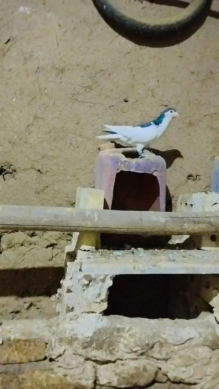 رنگه چپ|پرنده|تربتحیدریه, حاجی یار|دیوار