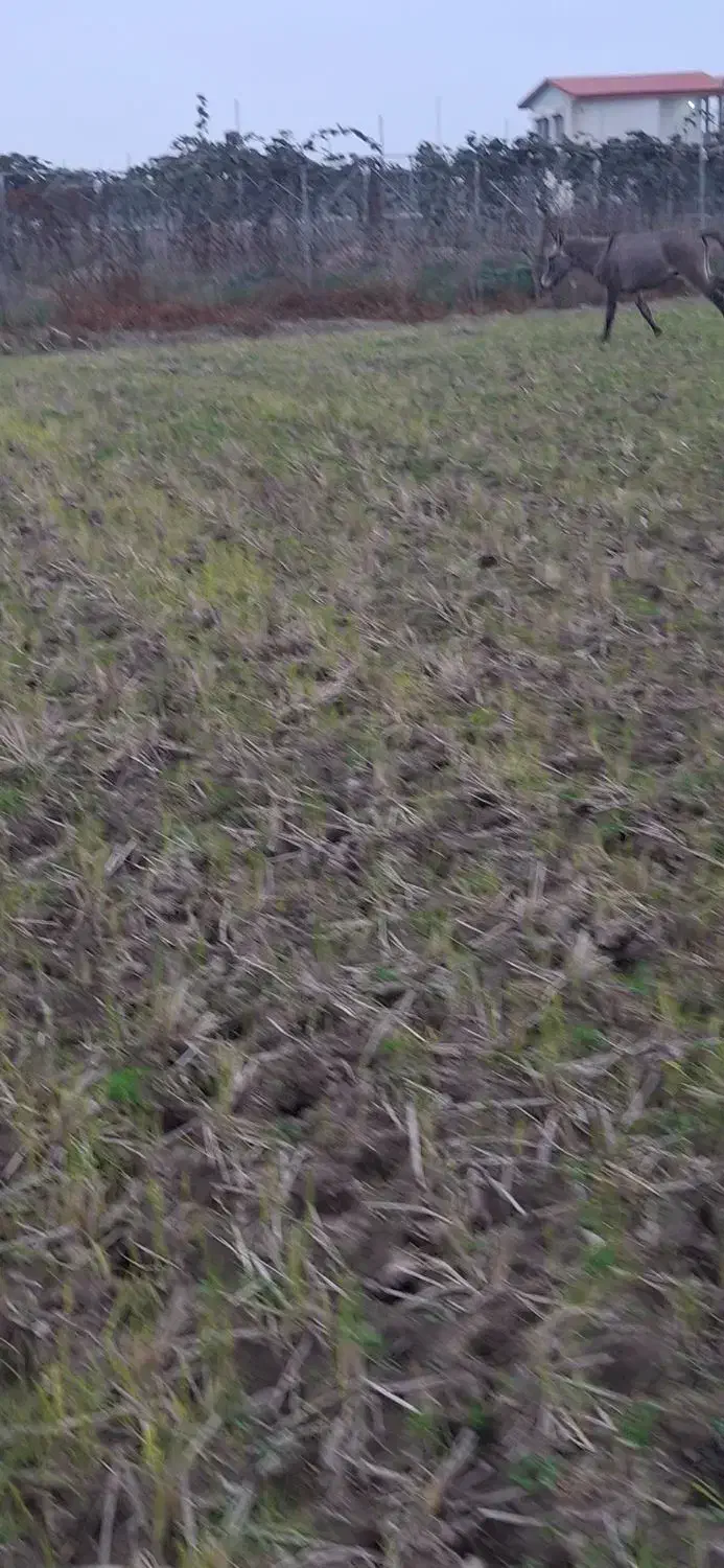 یک راس  قاطر|حیوانات مزرعه|چوبر, |دیوار