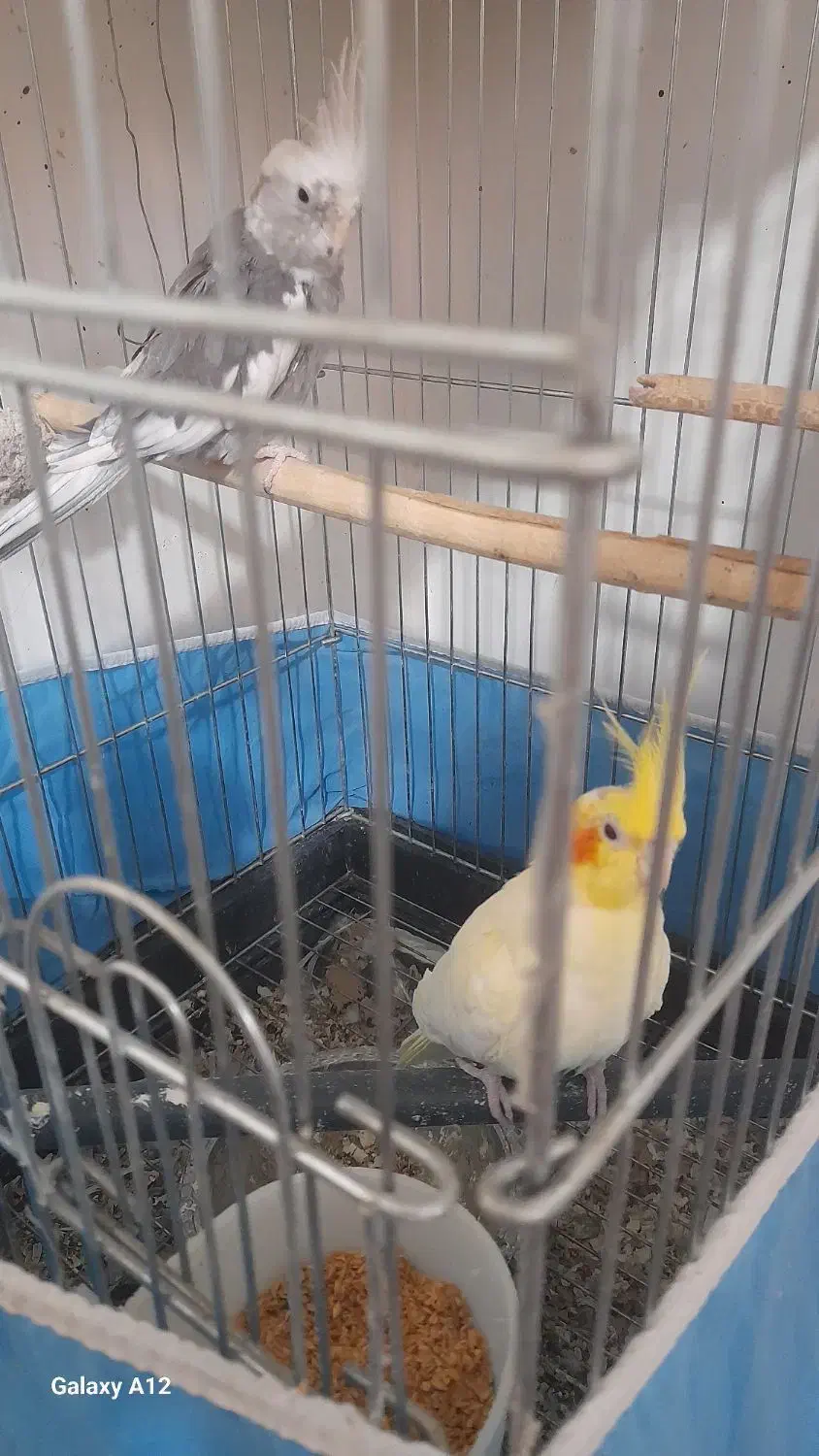 یک جفت عروس هلندی مولدوایت فیس نر لوتینوماده|پرنده|قم, شهرک امام حسین|دیوار