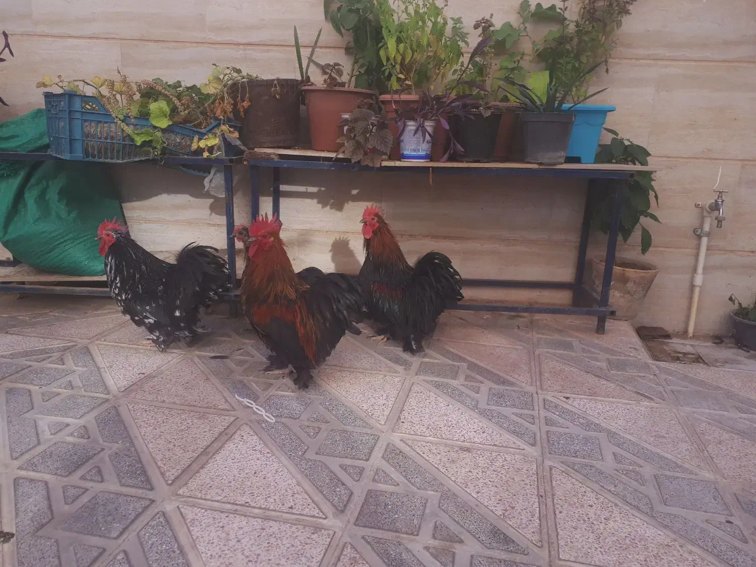 ۳ سه بابا 3 تا مرغ و خروس کوشین خیلی زیبا تخم گذار|حیوانات مزرعه|شهریار, شهریار|دیوار