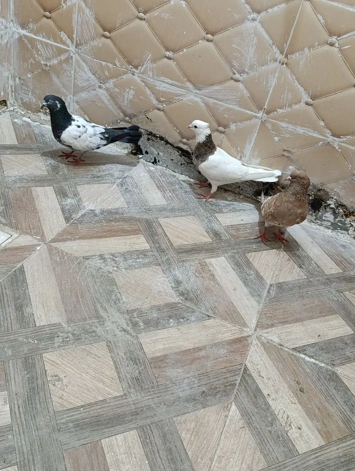 کبوتر رنکی ۳عدد|پرنده|بندر امام خمینی, |دیوار