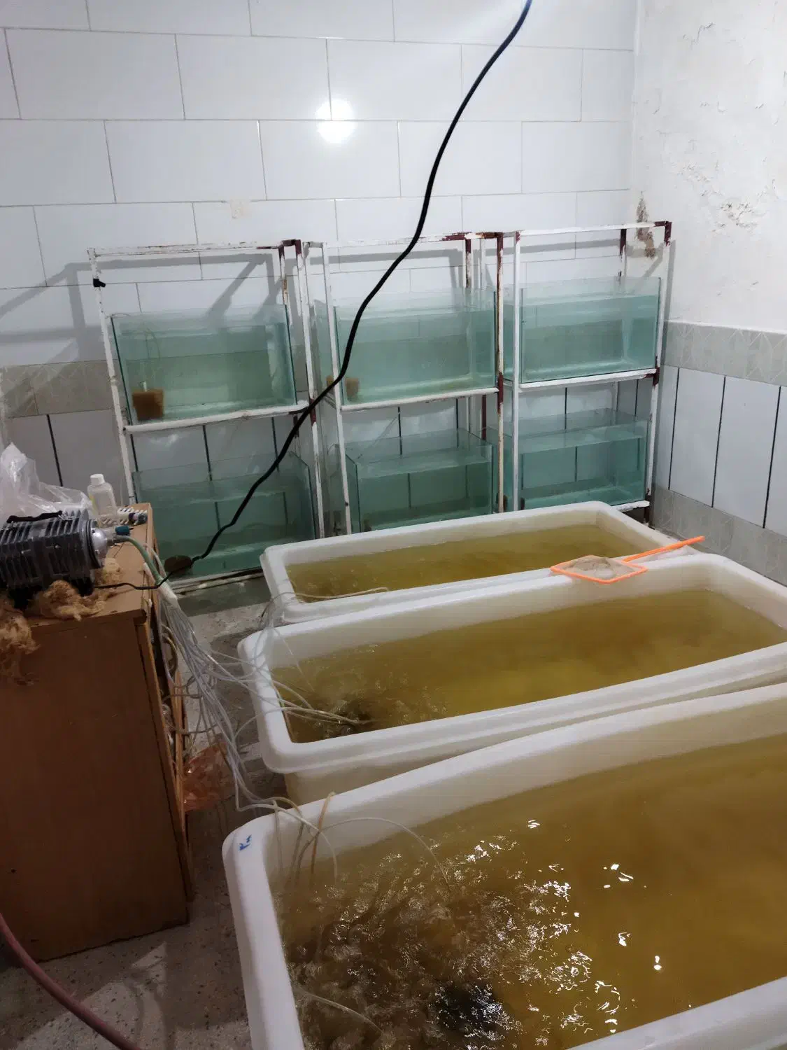 آکواریوم 70سانتی|ماهی|قم, علی آباد سعدگان|دیوار