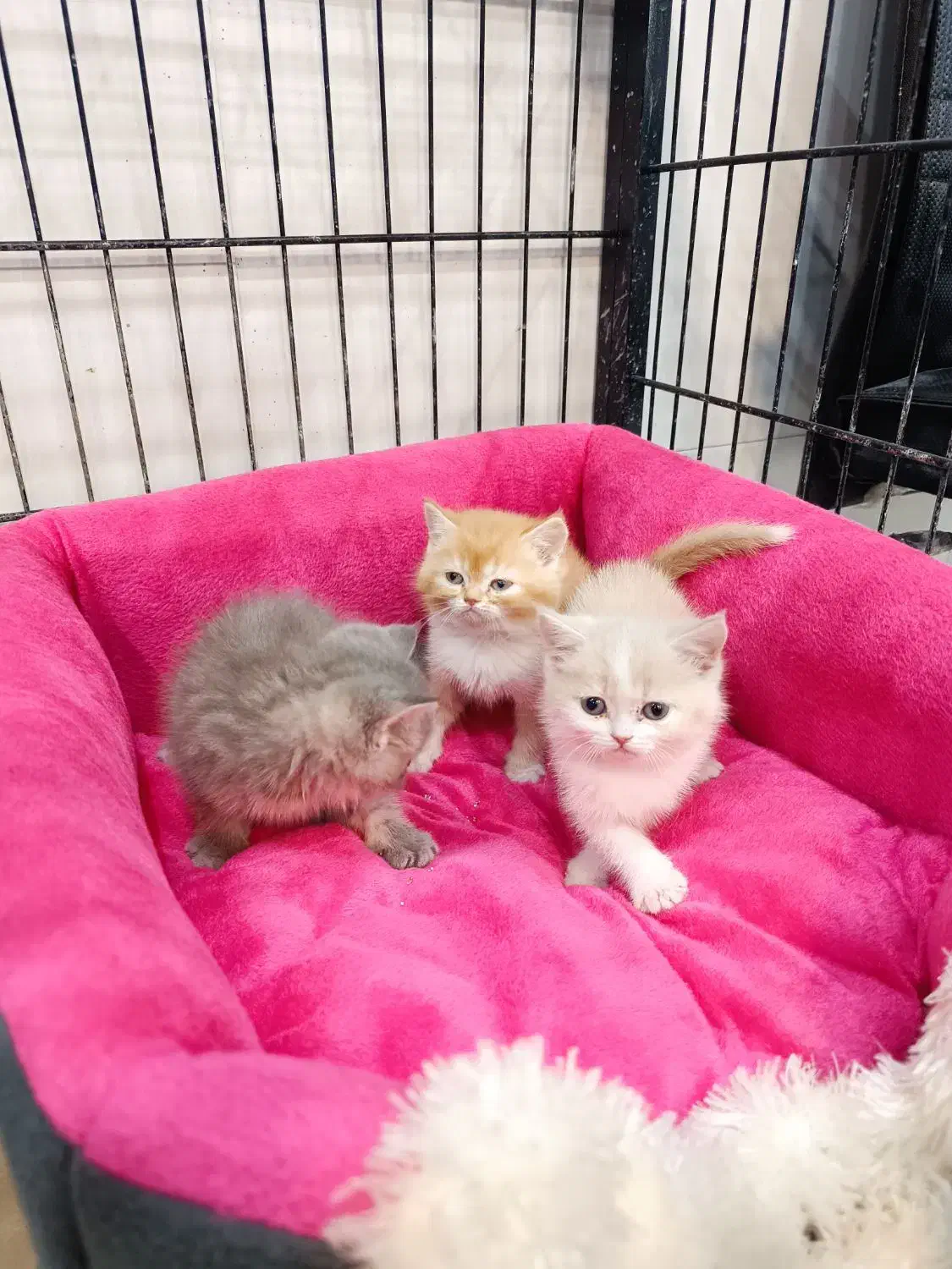 گربه.بریتیش اصیل|گربه|سقز, |دیوار