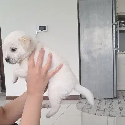 فروش|سگ|مشهد, امیریه|دیوار