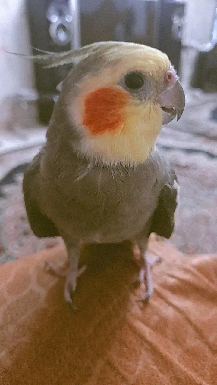 عروس هلندی|پرنده|قدس, شهرقدس|دیوار