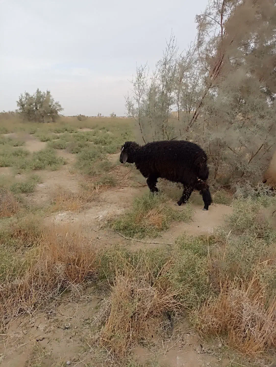 دوتا بره نر با یه ماده|حیوانات مزرعه|بندر ماهشهر, |دیوار