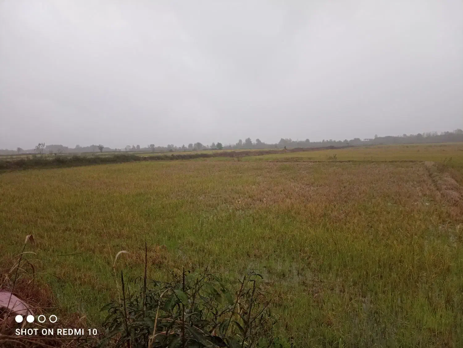 زمین شالی|فروش دفتر صنعتی، کشاورزی، تجاری|رانکوه, |دیوار